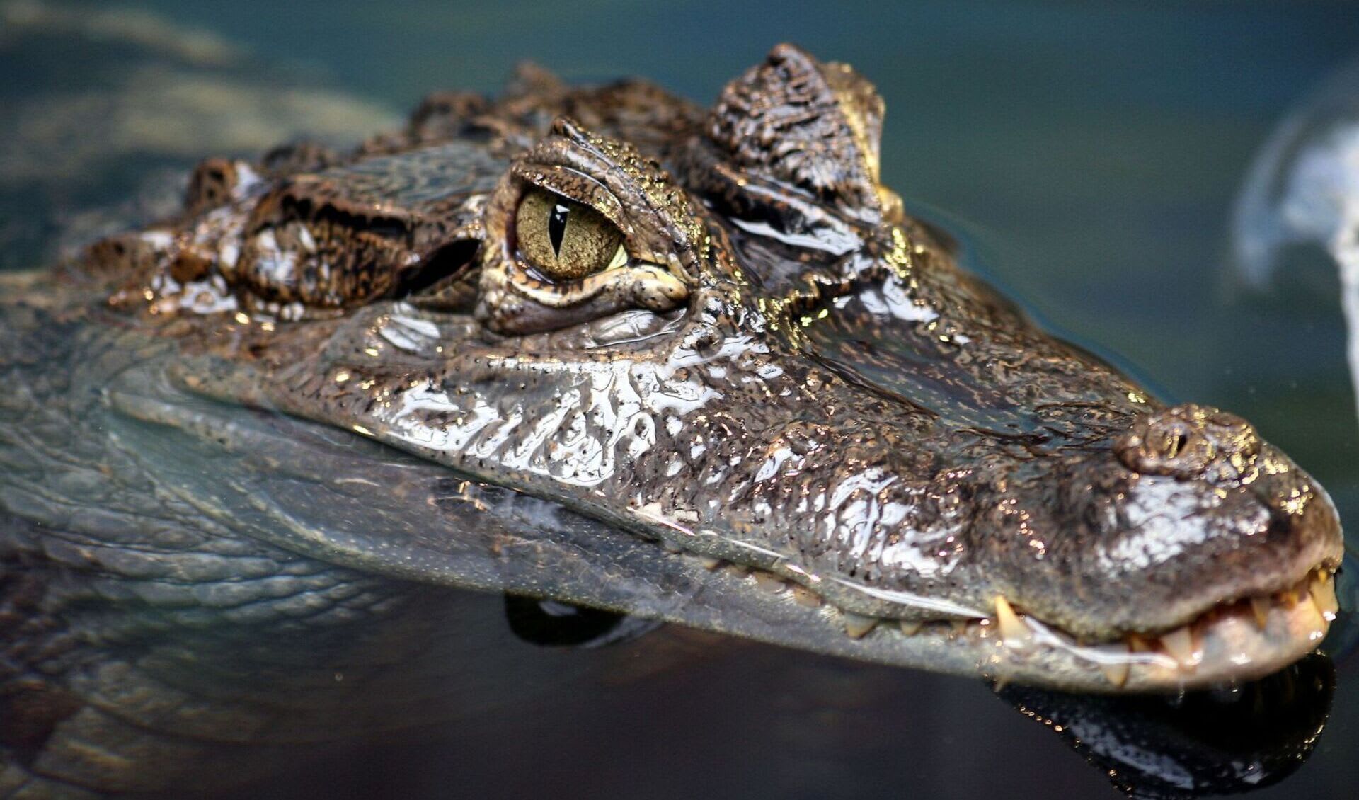 Spectacled caiman facts, distribution & population BioDB